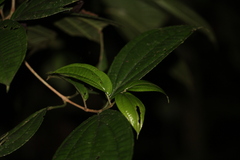 Henriettea caudata