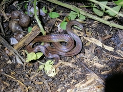 Atractus trilineatus