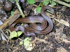 Atractus trilineatus