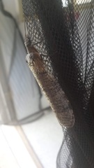 Dysmicohermes disjunctus