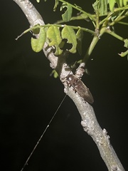Diplostethus carolinensis