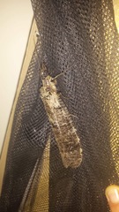 Dysmicohermes disjunctus