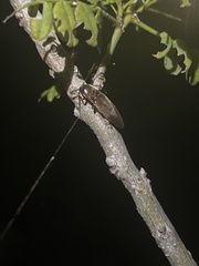 Diplostethus carolinensis