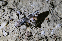 Drasteria pallescens