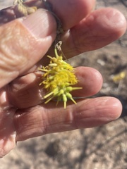Prosopis palmeri