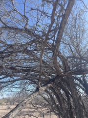Prosopis palmeri