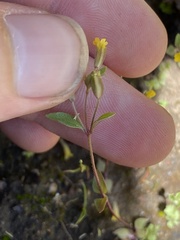 Erythranthe breviflora