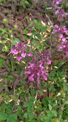 Pedicularis refracta transmorrisonensis