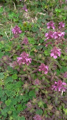 Pedicularis refracta transmorrisonensis