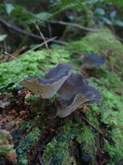 Pseudohydnum orbiculare