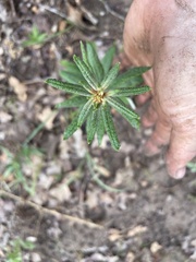 Eriogonum multiflorum