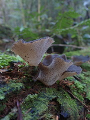 Pseudohydnum orbiculare