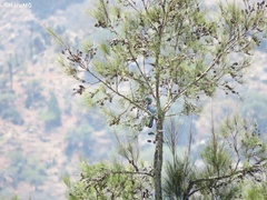 Aphelocoma wollweberi