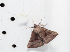 Hypena deceptalis