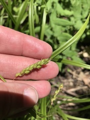 Carex davisii