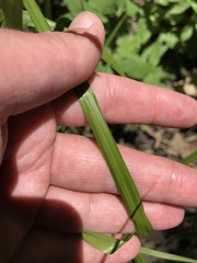 Carex davisii