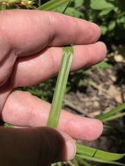 Carex davisii