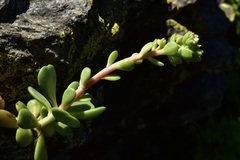 Sedum oregonense