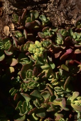Sedum oregonense