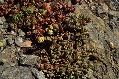 Sedum oregonense
