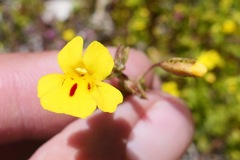 Erythranthe laciniata