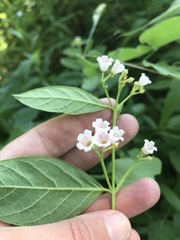 Apocynum androsaemifolium