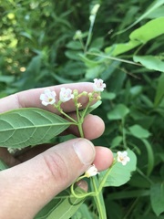 Apocynum androsaemifolium