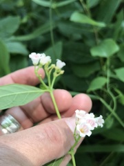 Apocynum androsaemifolium