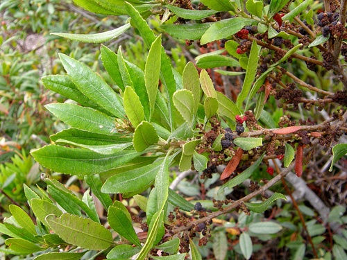 Morella californica