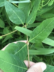 Apocynum androsaemifolium