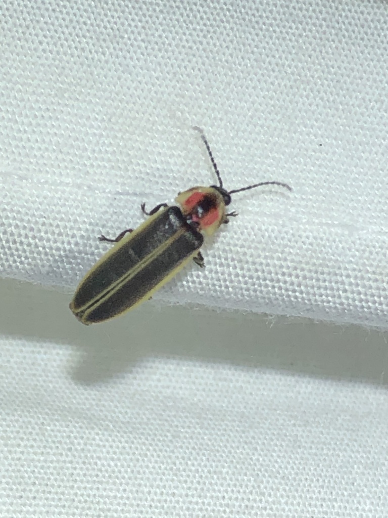 Southwest Synchronous Firefly