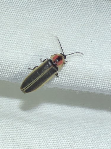 Southwest Synchronous Firefly