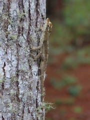 Anolis cusuco