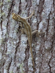 Anolis cusuco