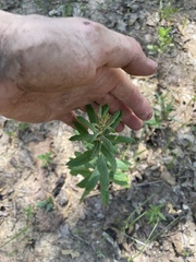 Eriogonum multiflorum