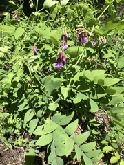 Lathyrus polyphyllus