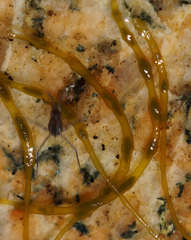 Lemanea fluviatilis
