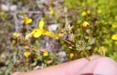 Erythranthe laciniata