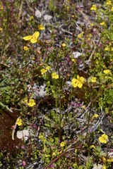 Erythranthe laciniata