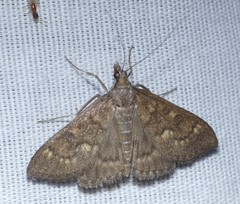 Mecyna mustelinalis