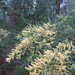 Acacia mucronata longifolia - Photo 由 Wayne Martin 所上傳的 (c) Wayne Martin，保留部份權利CC BY-NC