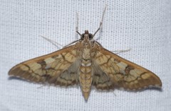Mimorista subcostalis