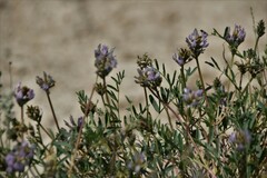 Astragalus laxmannii viciifolius