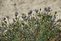 Astragalus laxmannii viciifolius