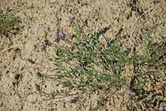 Astragalus laxmannii viciifolius