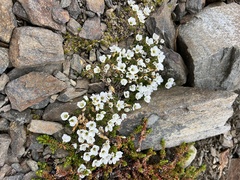 Cherleria arctica