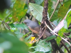 Colluricincla boweri