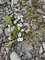 Cherleria arctica