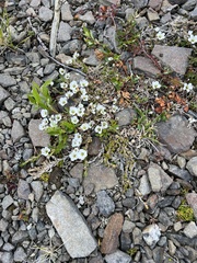 Cherleria arctica