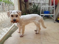 Canis familiaris